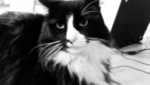 Анри, най-новата котешка кинозвезда