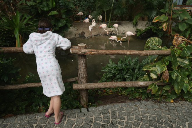 Пеликани в тропически курорт