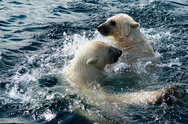 Как се снимат бели мечки (1)