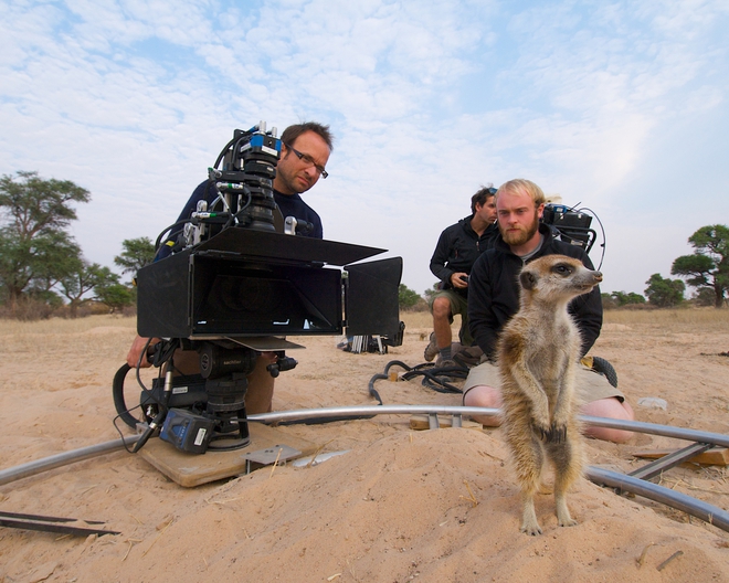 Сурикатите от Калахари