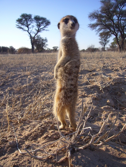 Сурикатите - звездите на пустинята Калахари