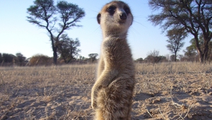 Сурикатите - звездите на пустинята Калахари