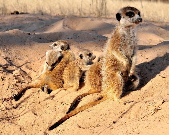 Детската градина на сурикатите