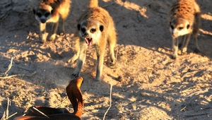 Сурикати в защита