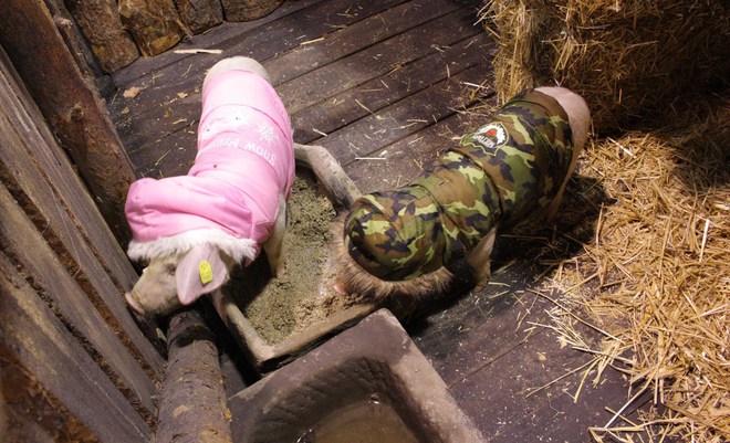 Базата на "Къртицата": Прасета