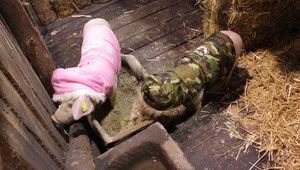 Базата на "Къртицата": Прасета