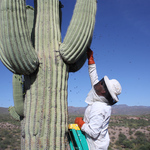 Пчелите по света