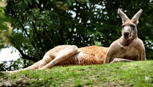 Кенгуру "мачо"