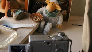 Овца фотомодел