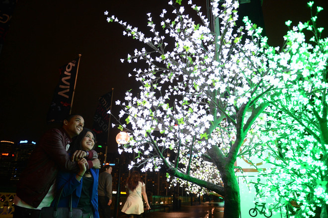 Vivid Sydney 2013: Светещо дърво