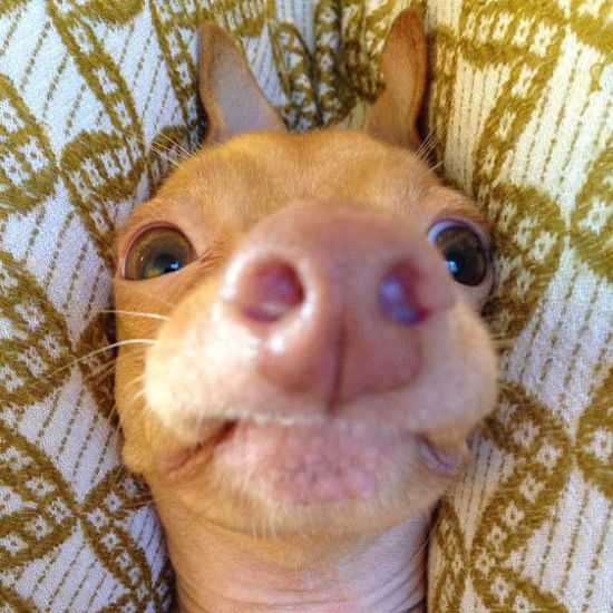 Най-очарователното грозно куче (17)