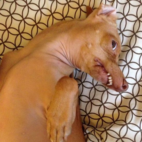 Най-очарователното грозно куче (16)