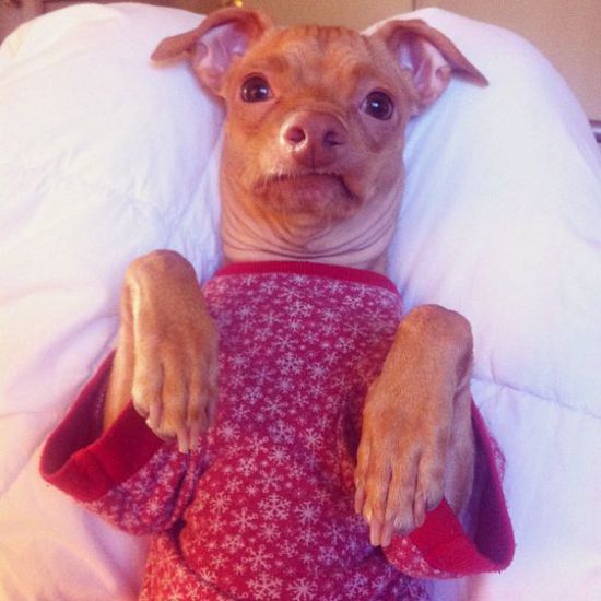 Най-очарователното грозно куче (13)