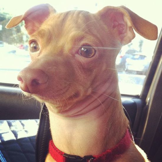 Най-очарователното грозно куче (12)