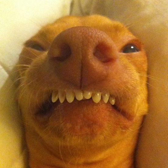 Най-очарователното грозно куче (10)