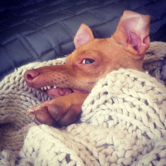 Най-очарователното грозно куче (7)