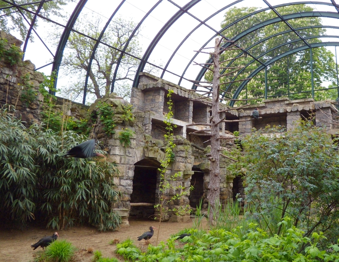 Зоопаркът във Виена: Гологлави ибиси