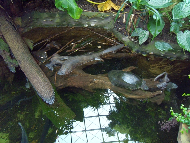 Зоопаркът във Виена: Джунгла на 1000 кв. метра