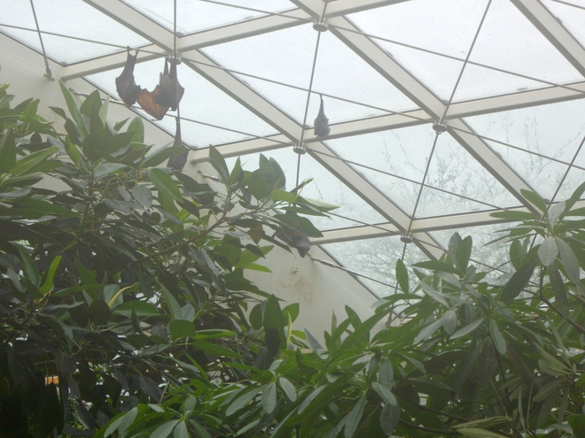 Зоопаркът във Виена: Прилепи в джунглата