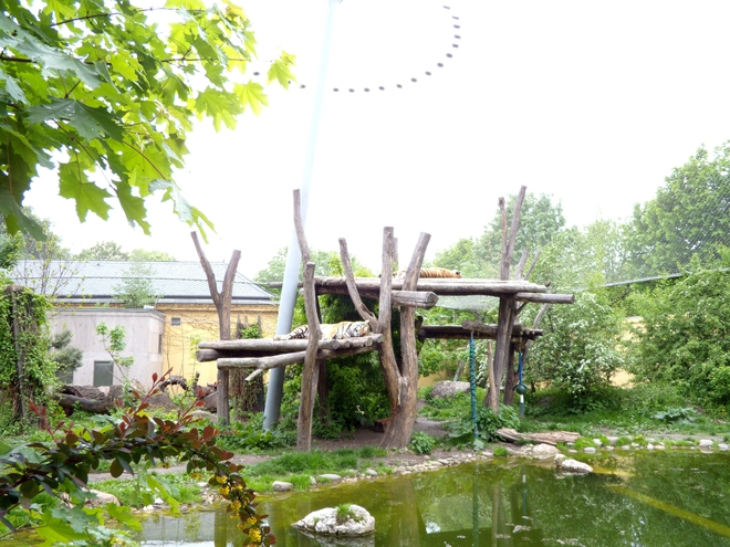 Зоопаркът във Виена: Сибирските тигри