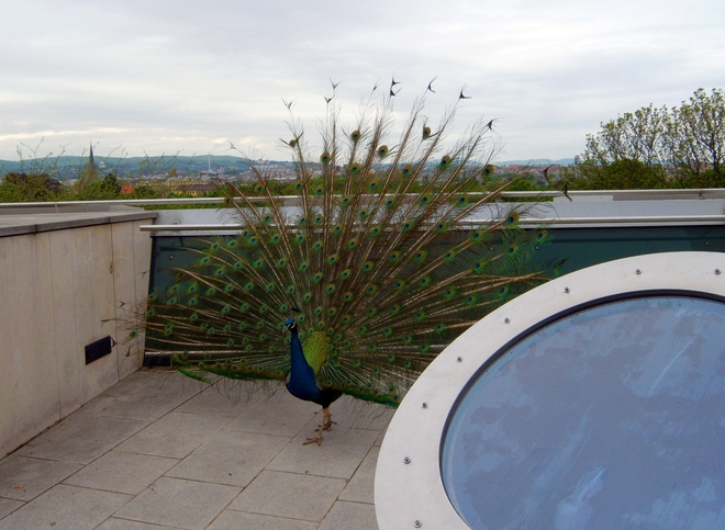Зоопаркът във Виена: Паун на свобода