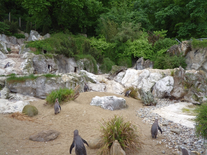 Зоопаркът във Виена: Пингвини