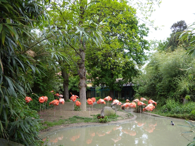 Зоопаркът във Виена: Розовото фламинго