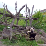 Зоопаркът във Виена: Панда