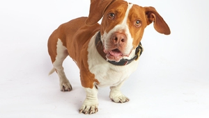 Уоли - най-грозното куче на 2013 г.