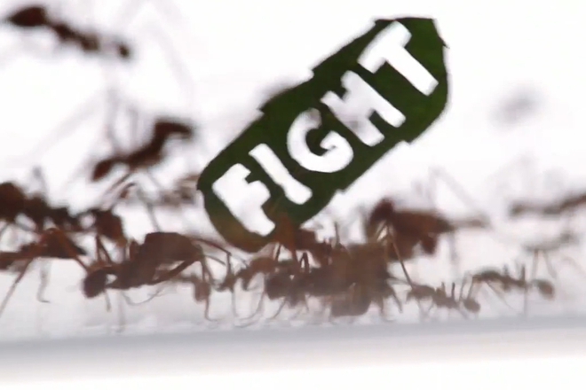 Protestat na mravkite