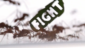 Протестът на мравките