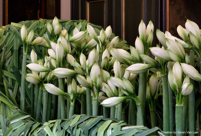 Дизайн с цветя (5)