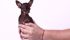 Новите рекорди на "Гинес": Най-малкото куче