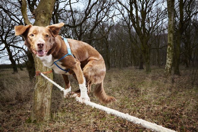 Новите рекорди на "Гинес": Кучето въжеиграч