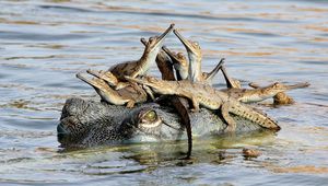 Деца, качихте ми се на главата!