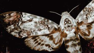 "Мълчанието на агнетата", 25 години по-късно