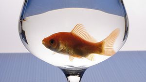 Златна рибка