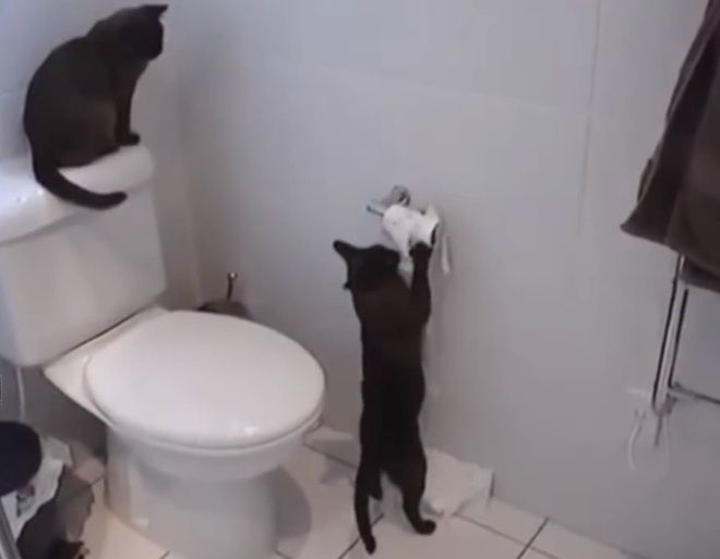 Животните могат да са големи гадняри