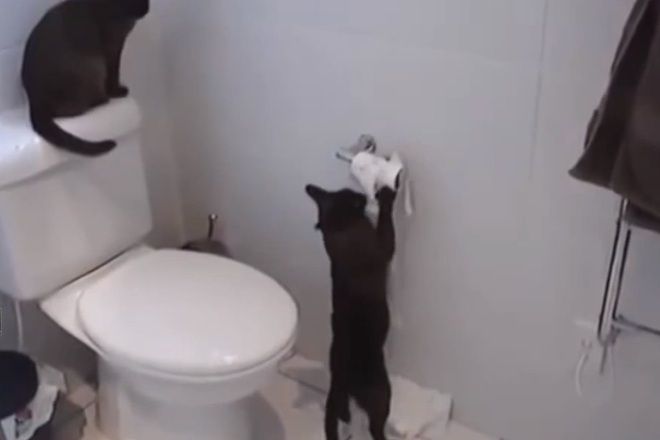 Zhivotnite mogat da sa golemi gadnyari