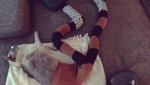 Котето Гучи в чорапогащите на стопанката си