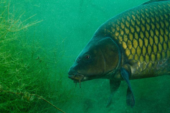 Планетата Европа: Воден свят