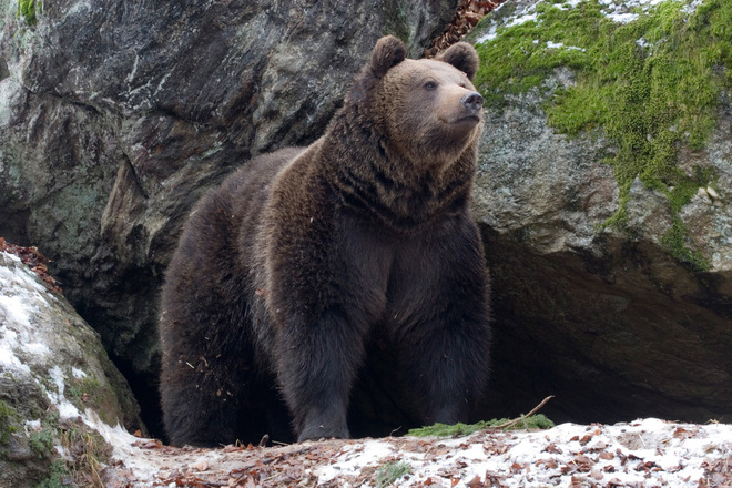 Планетата Европа: Мечка през зимата