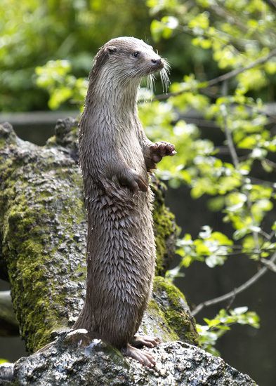Планетата Европа