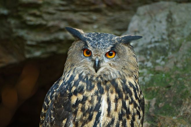 Планетата Европа: В националния парк на долината Тайя, Австрия