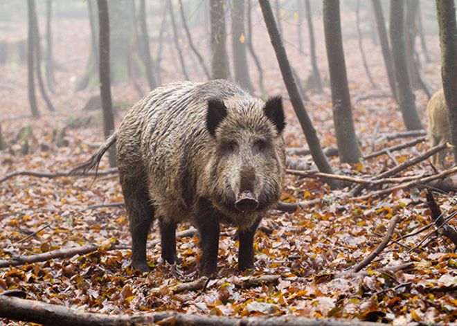 Планетата Европа: Дивите свине