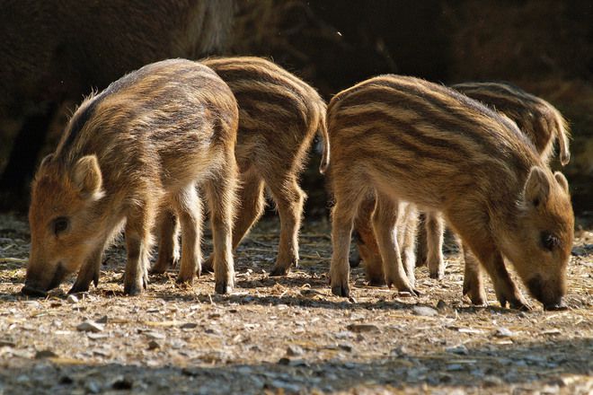Планетата Европа: Господарите на гората