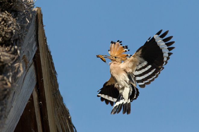 Планетата Европа: Папуняк