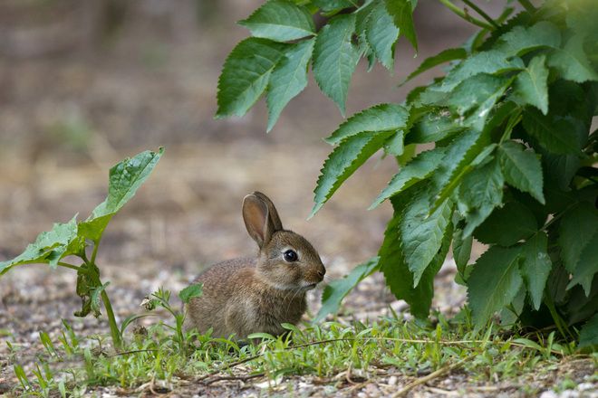 Планетата Европа: Диво зайче