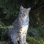 Планетата Европа: Рисът