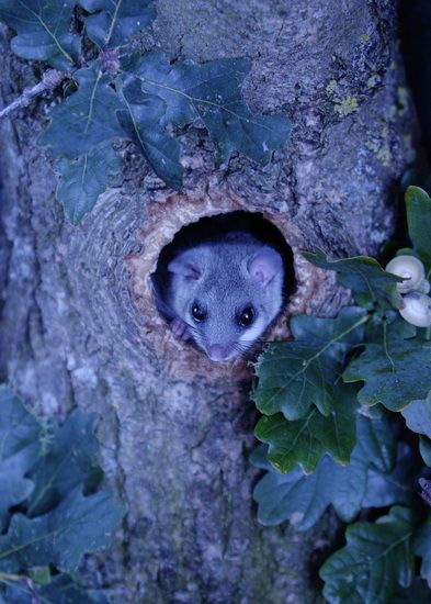 Планетата Европа: Обикновен сънливец